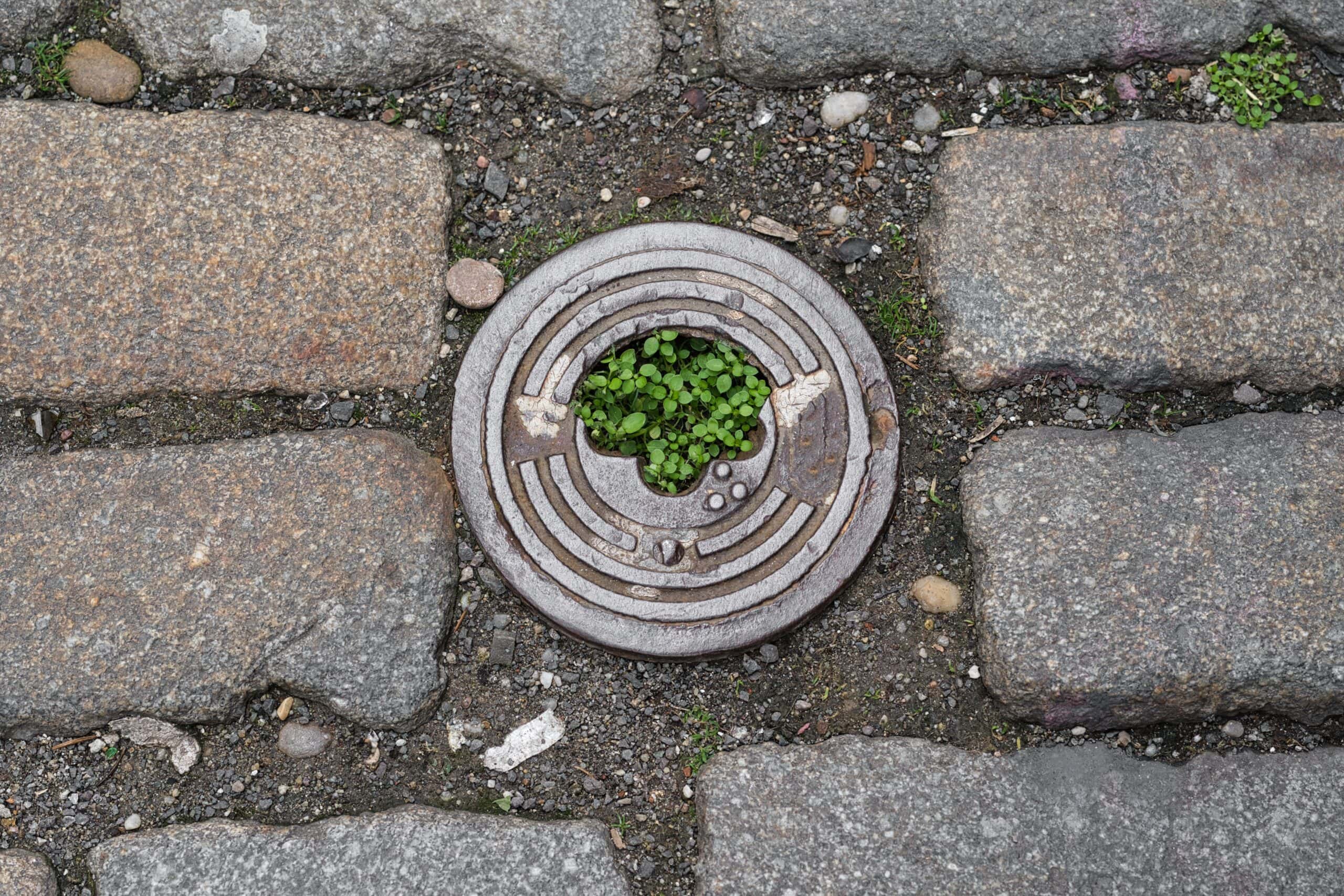 green plants growing from a drain